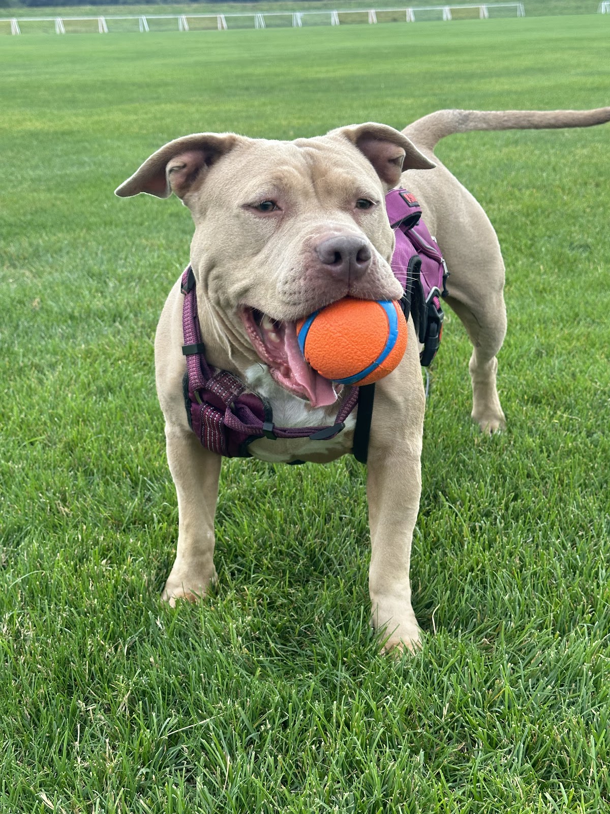 Seattle North POOP 911 - Photo 3