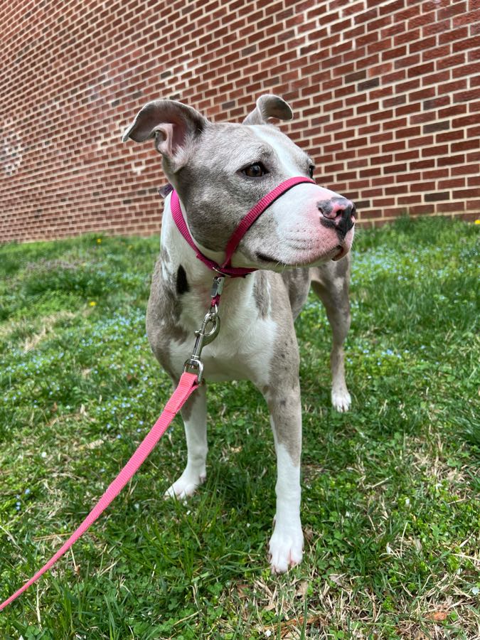 Prance Around Pet Services