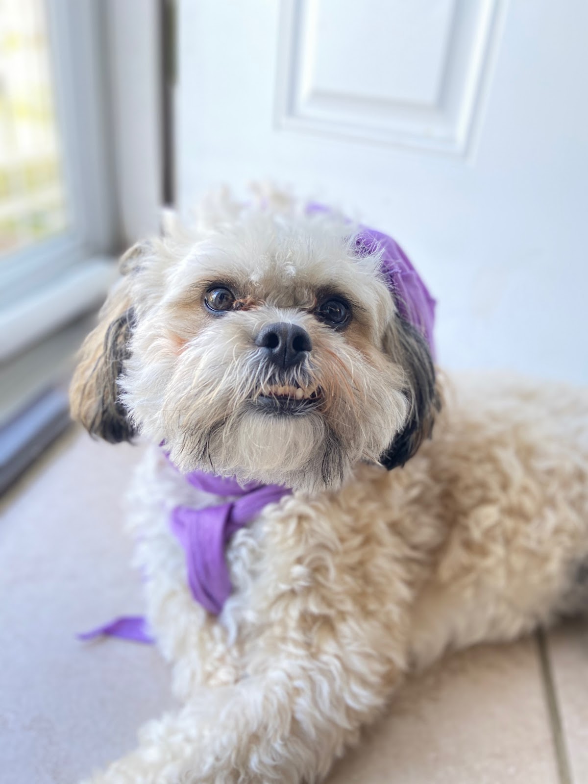 Prance Around Pet Services - Photo 2