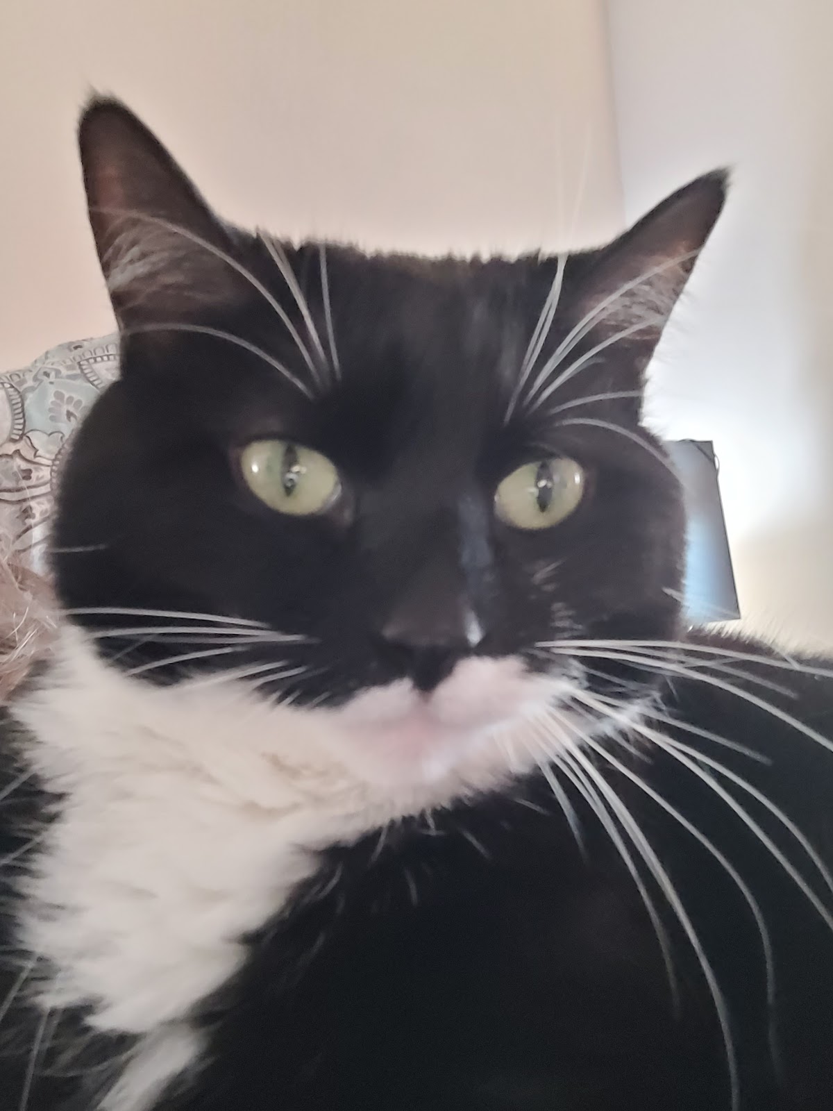 Prance Around Pet Services - Photo 3