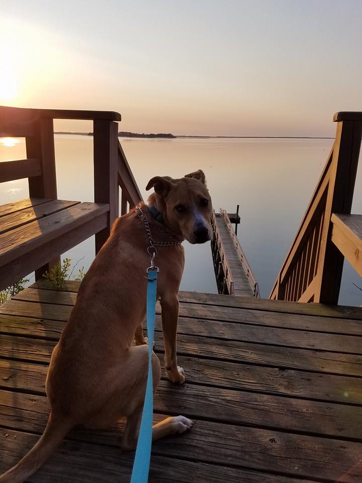 Cape Cod Underdogs Pet Waste Removal Service