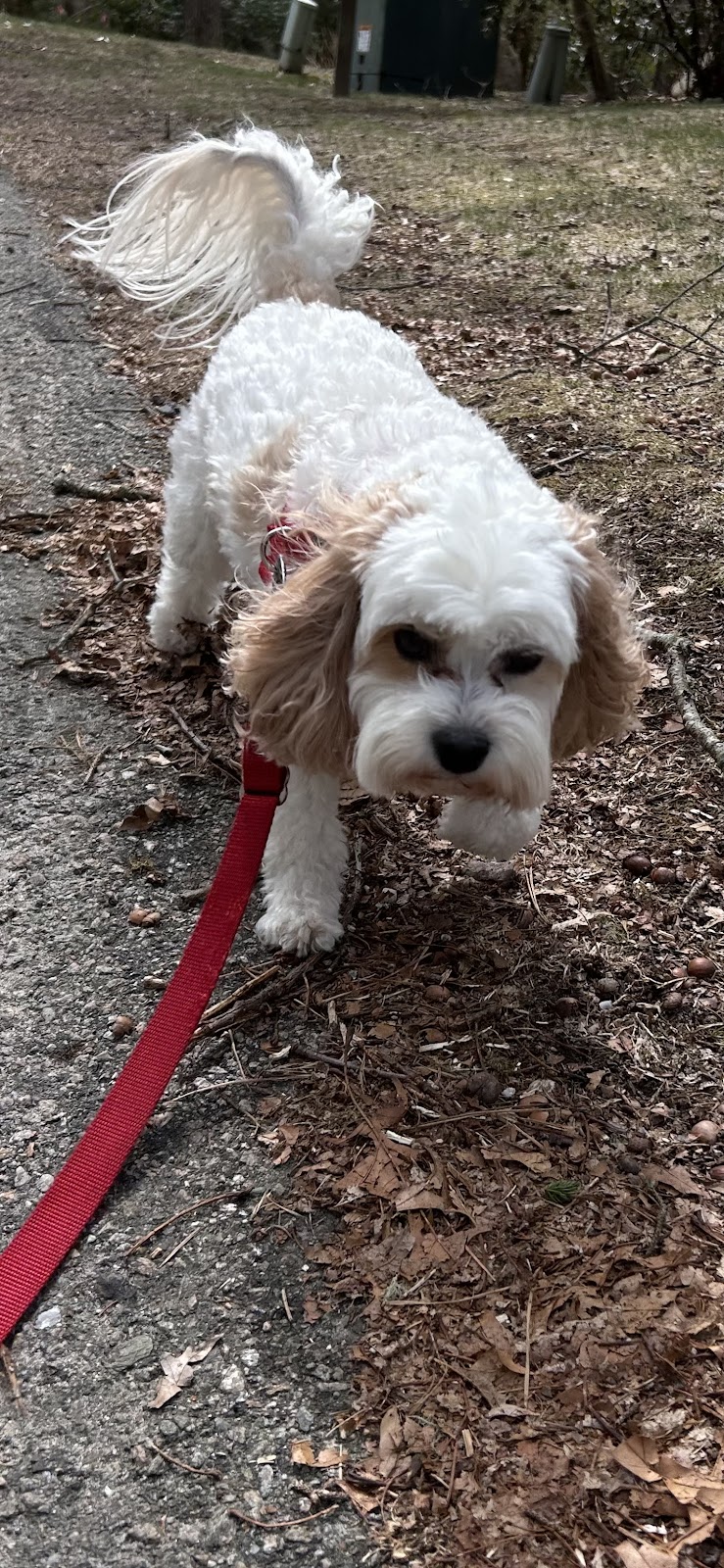 Cape Cod Underdogs Pet Waste Removal Service - Photo 3