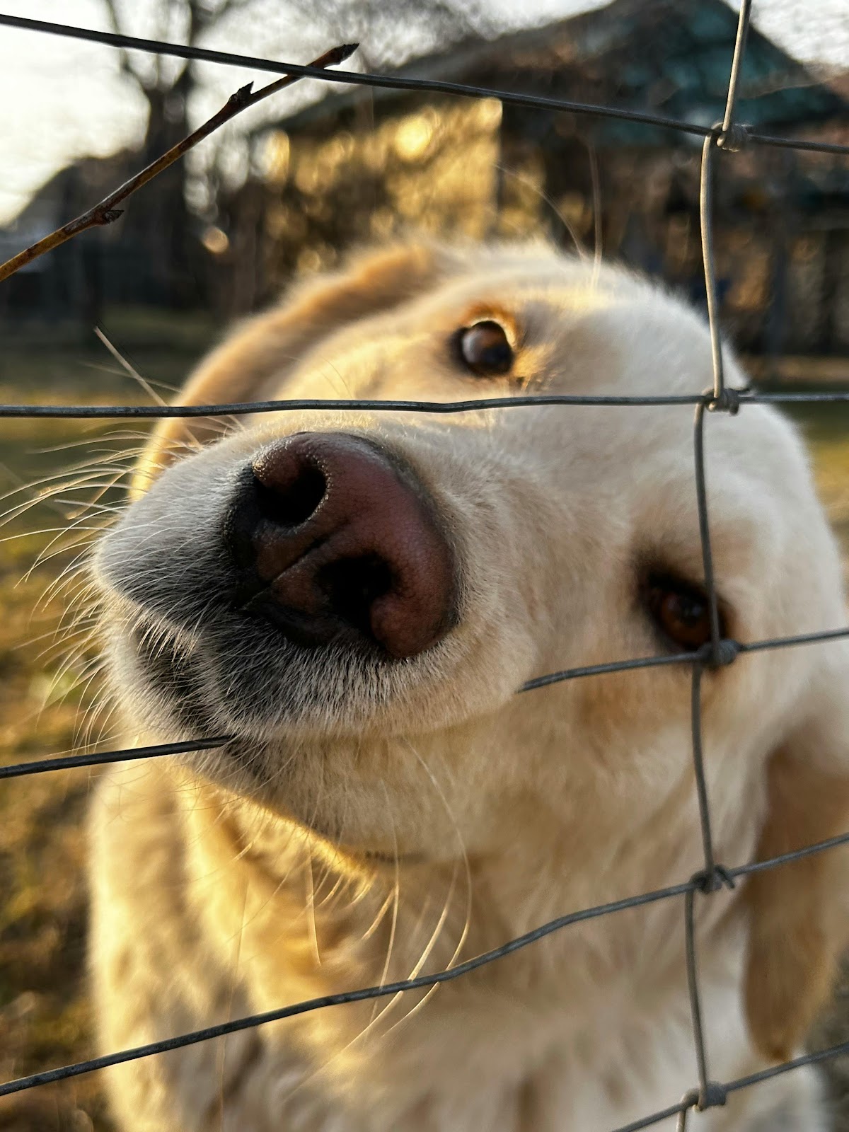 Go Fetch Scoopers - Photo 2