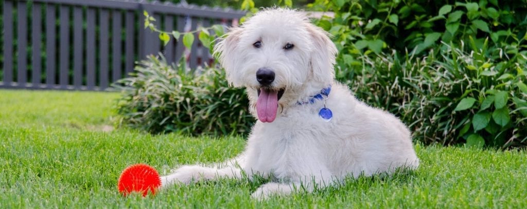 Doo Doo Blues Pet Waste Removal