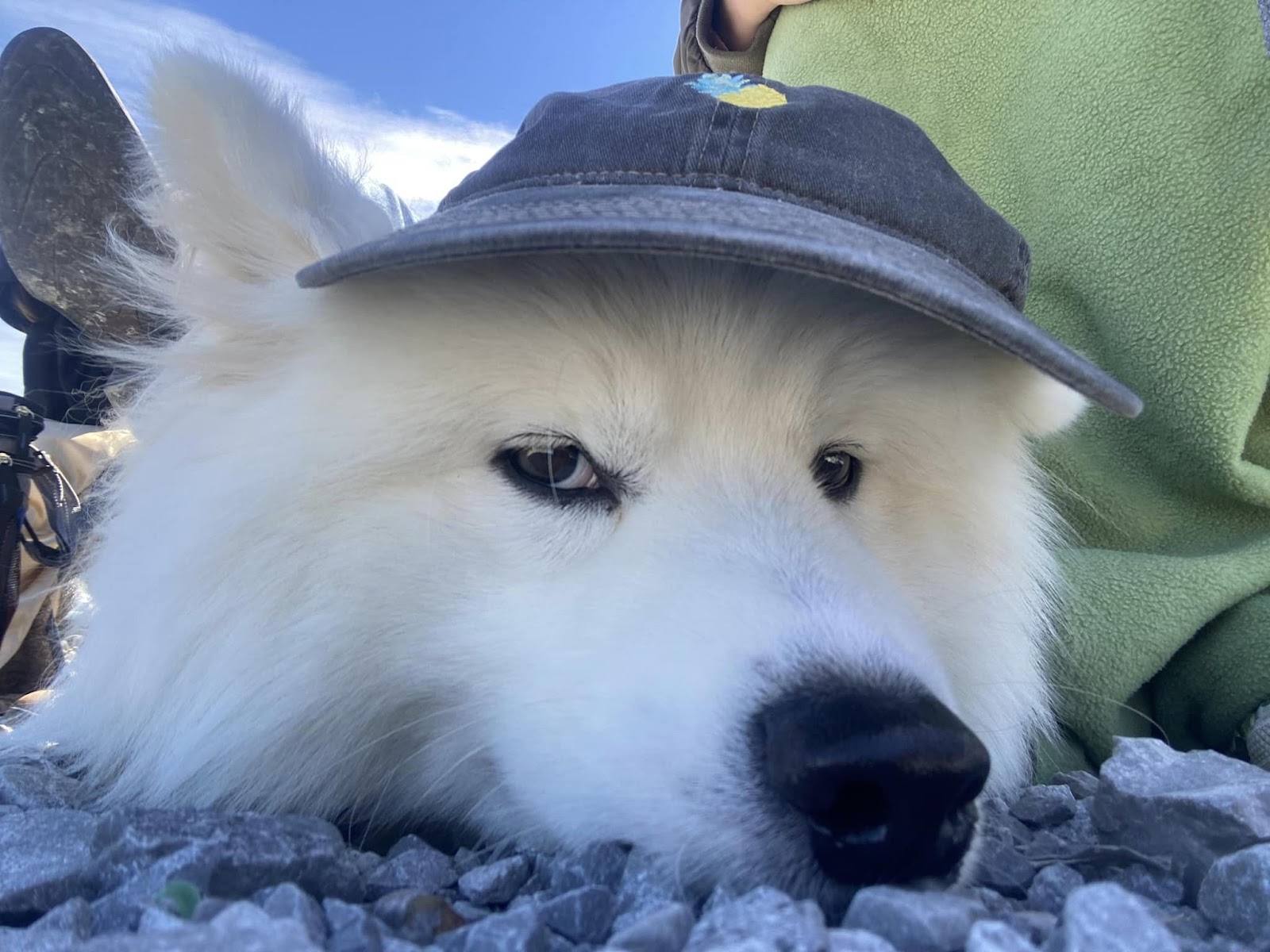 We Do Poop - Photo 4