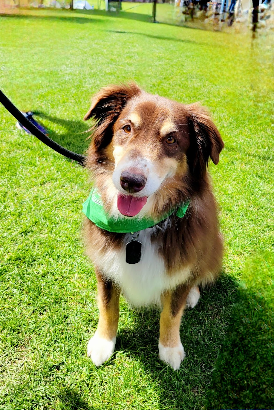 Puppy Waste Warriors - Photo 3