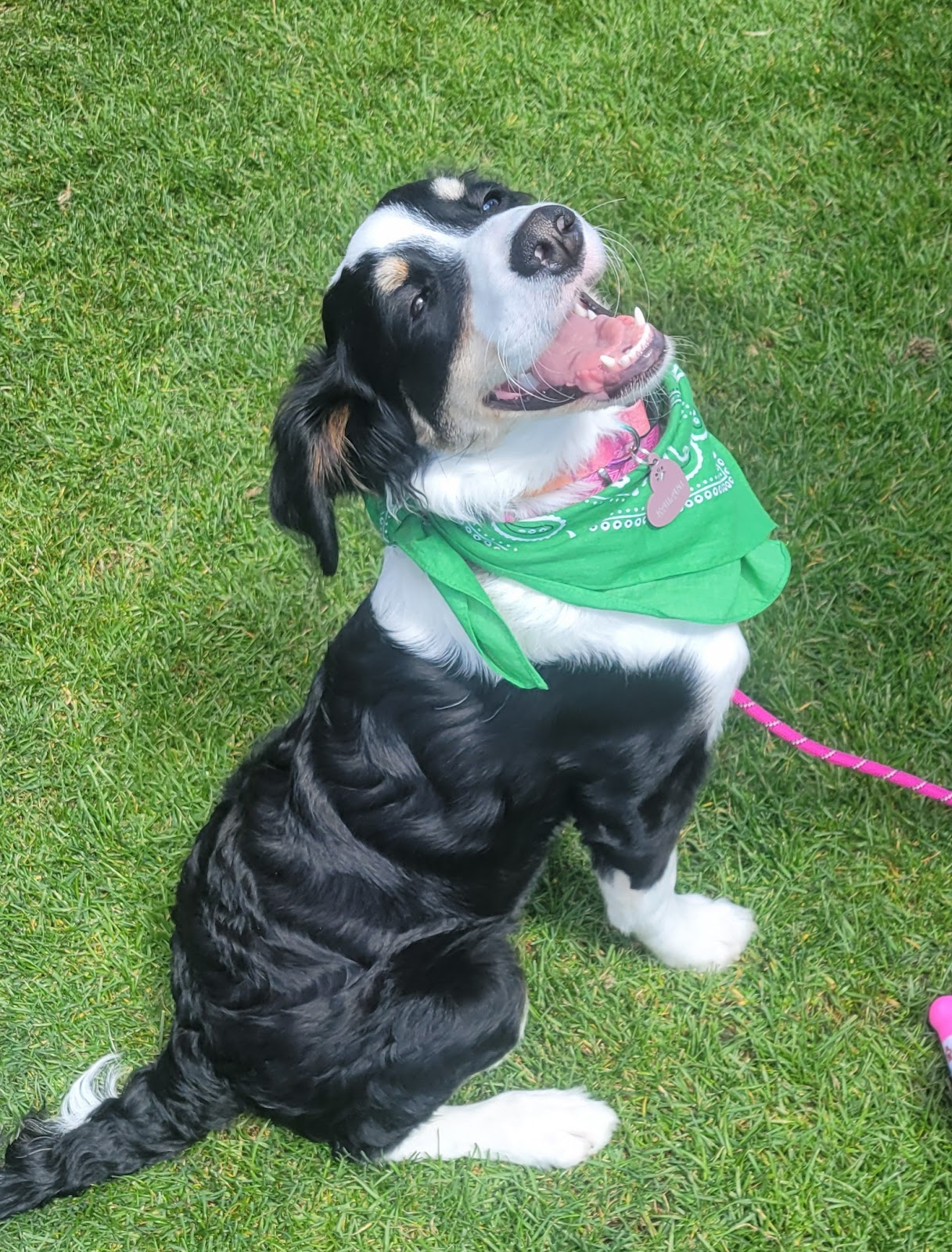 Puppy Waste Warriors - Photo 4