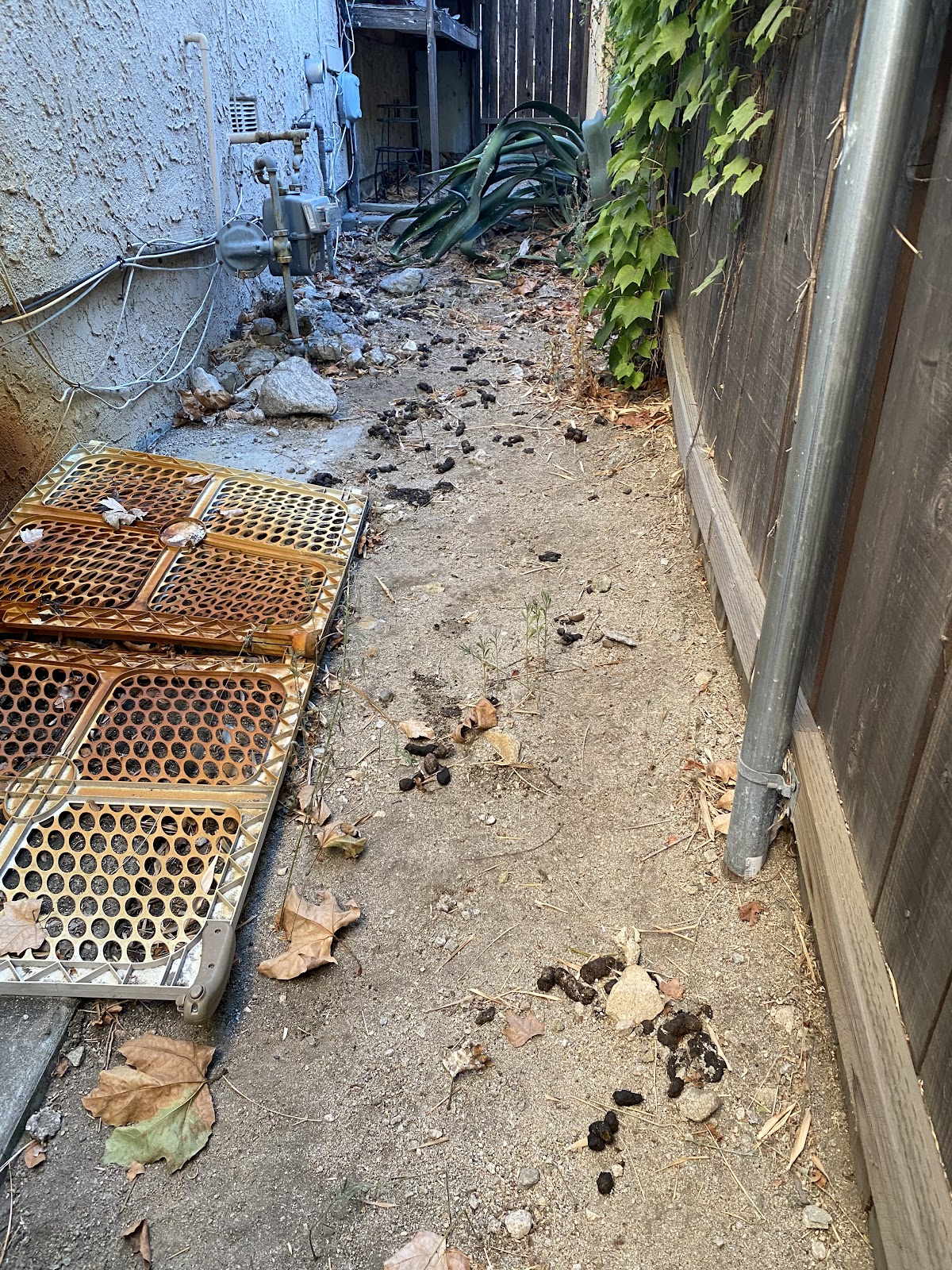 Scoop and Bucket - Photo 4