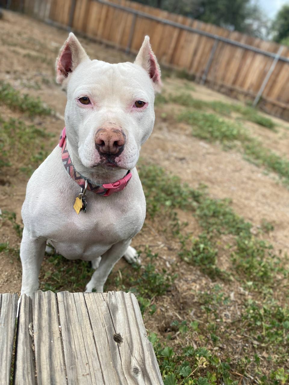 Poop2Fresh - Photo 3