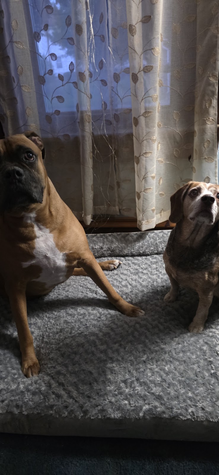 Poo Pickers Ohio - Photo 4