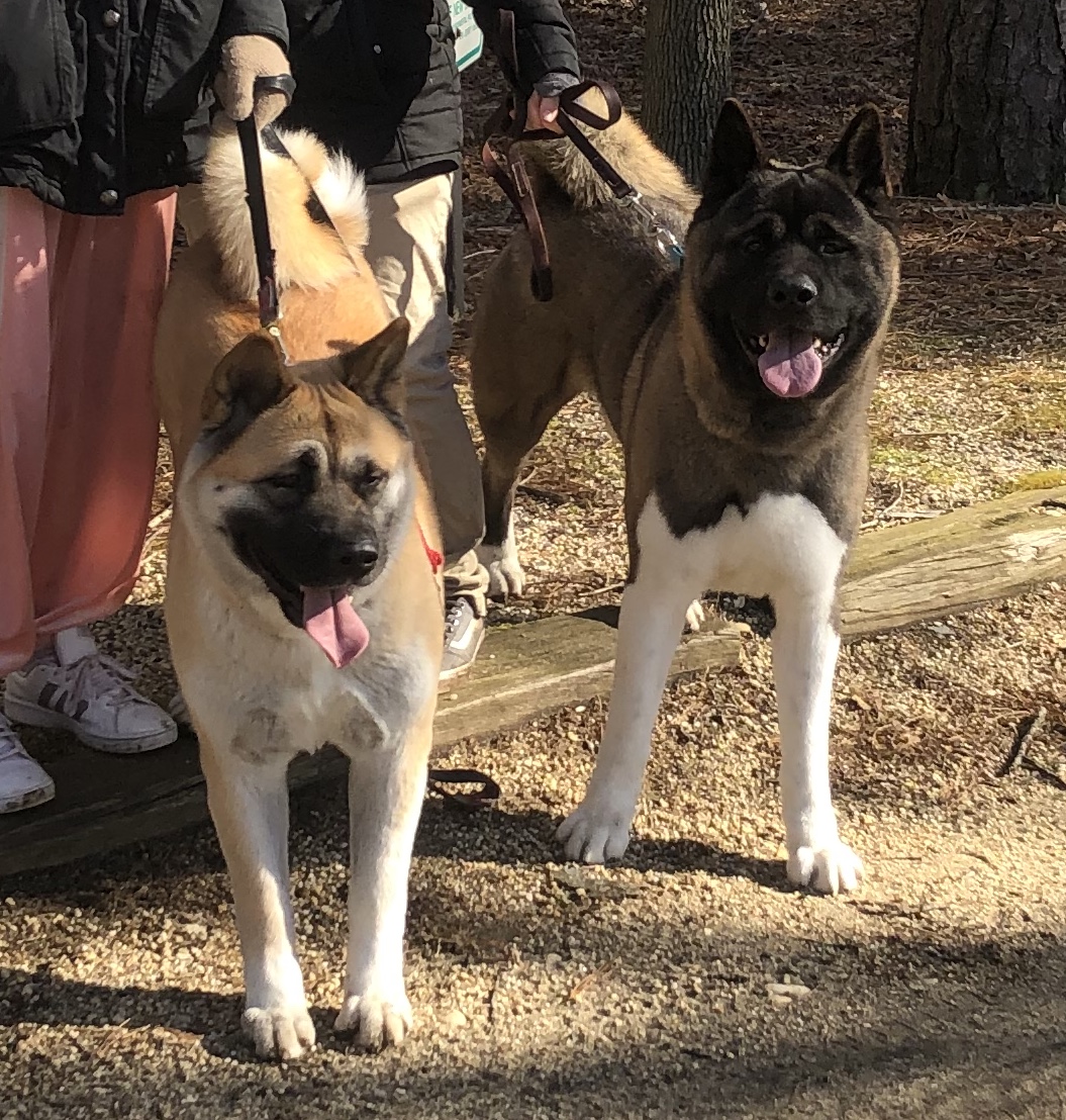 Fastiges’ In Home Pet Services