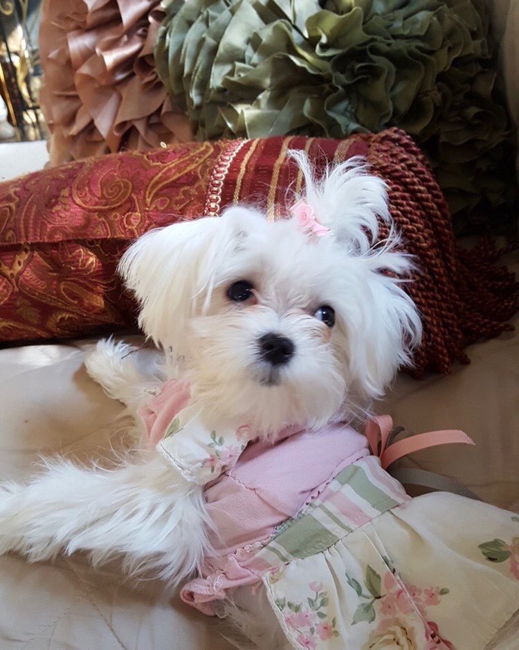 Fastiges’ In Home Pet Services - Photo 2