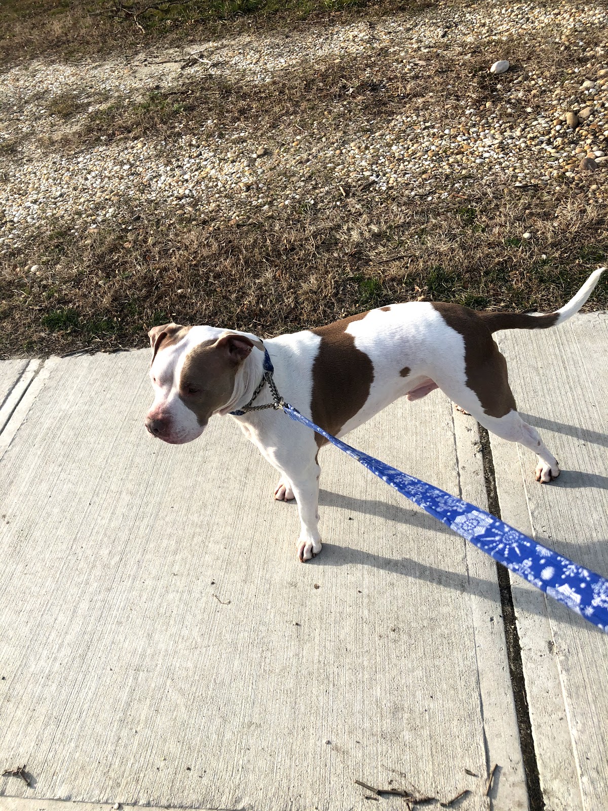 Fastiges’ In Home Pet Services - Photo 3