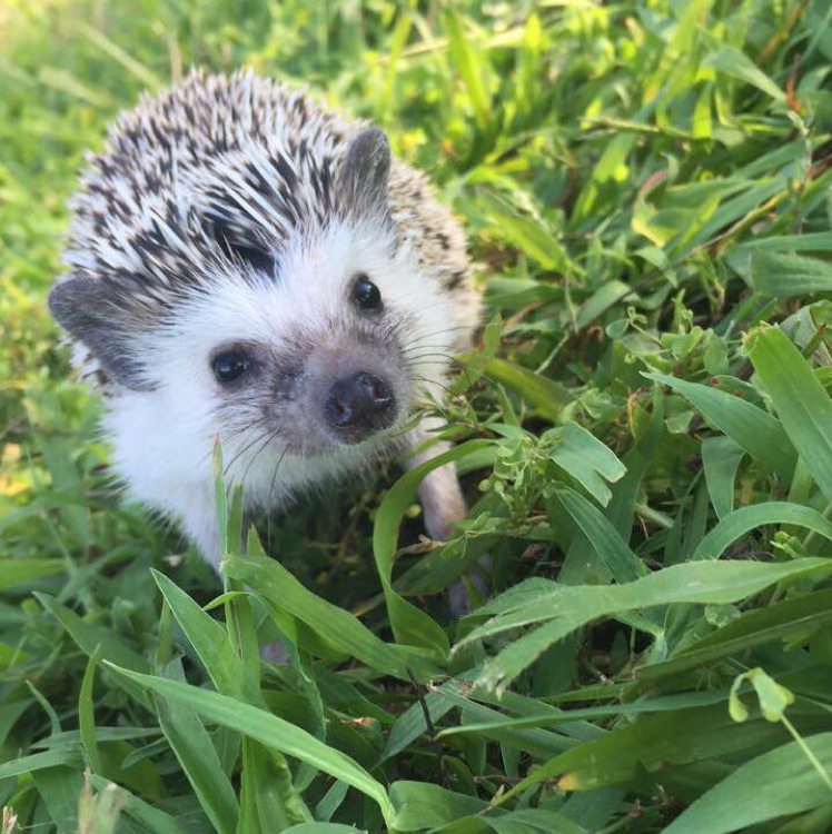 Fastiges’ In Home Pet Services - Photo 4