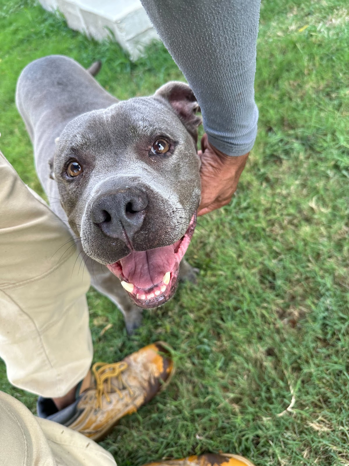 Doggy Doggz Pet Waste Removal Dallas - Photo 4