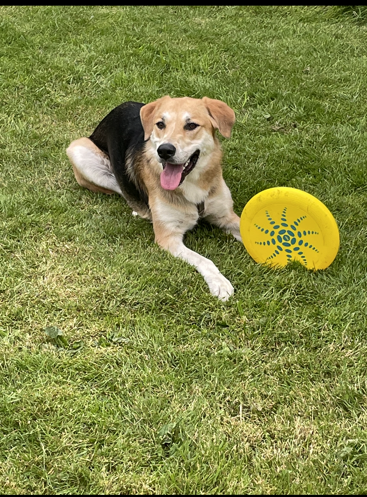 Beckstead’s Pet Waste Removal