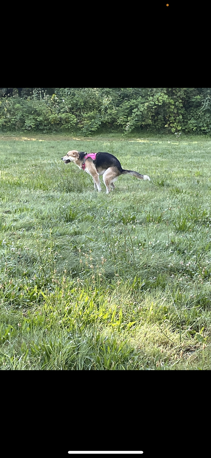 Beckstead’s Pet Waste Removal - Photo 2