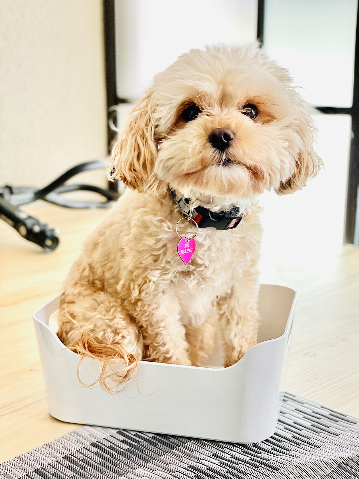 YarDoGuys LLC (Yard Dog Guys) - Photo 3