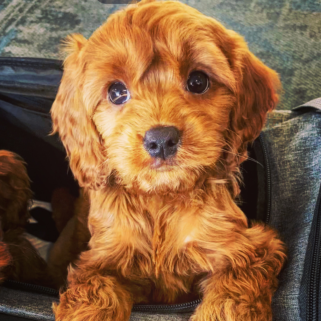 YarDoGuys LLC (Yard Dog Guys) - Photo 4