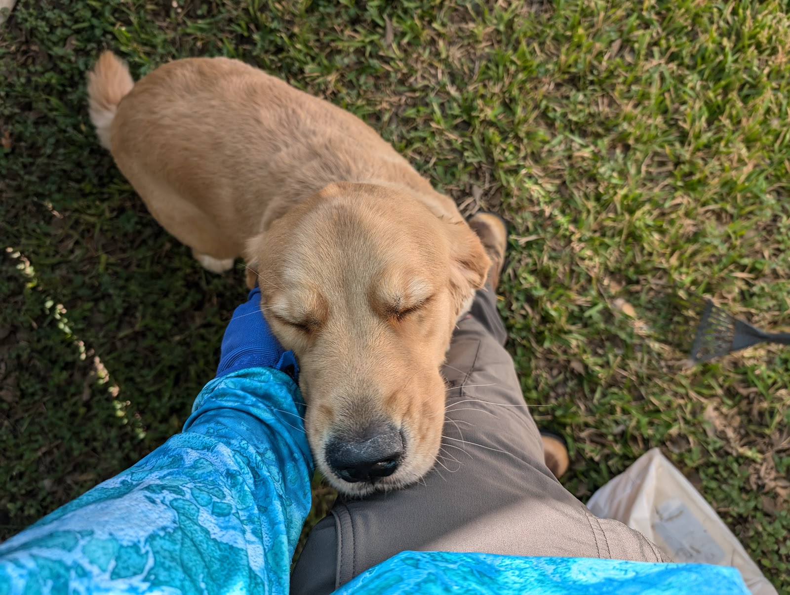 GT Wulfs Dog Poop Scooper Service - Photo 3