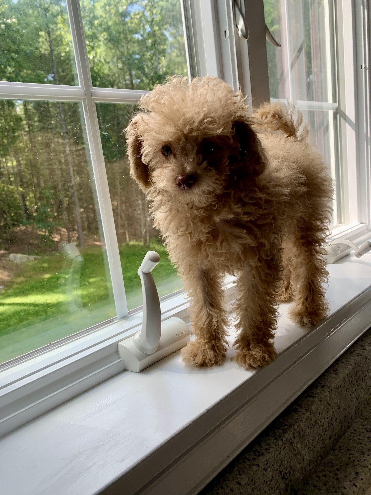 PICK A POO - Photo 2