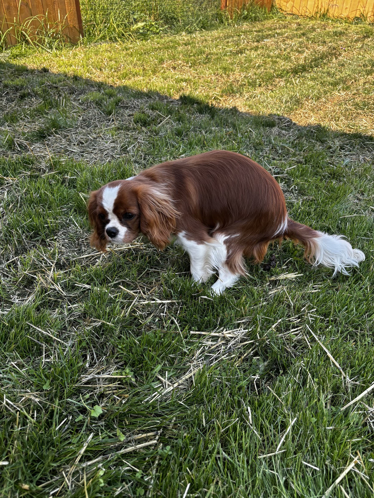Olympic Pooper Scooper