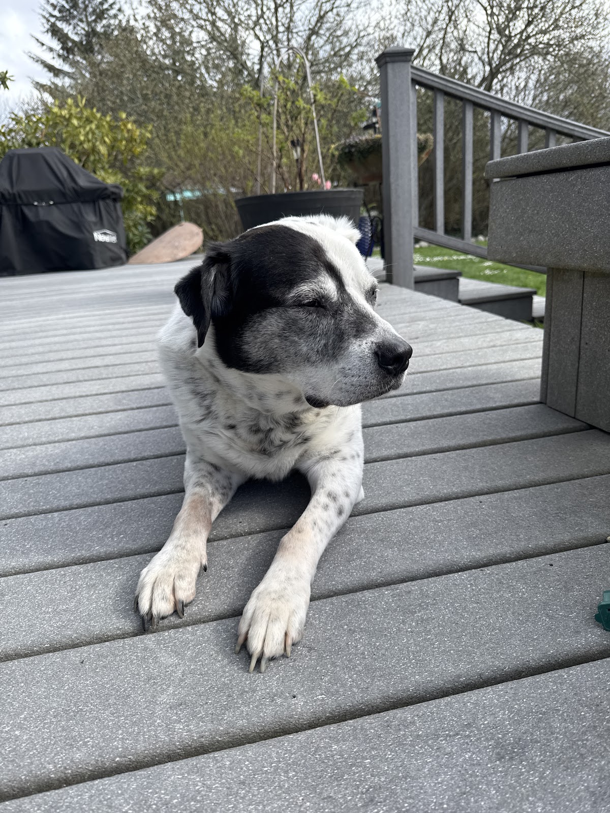 Olympic Pooper Scooper - Photo 4