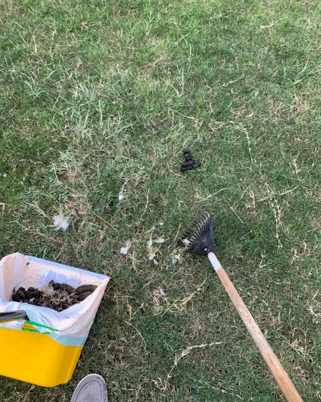 dog gone pet waste removal - Photo 3