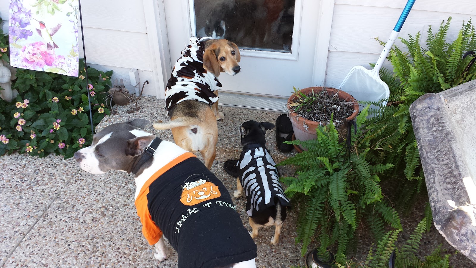 Super Scoopers - Photo 4