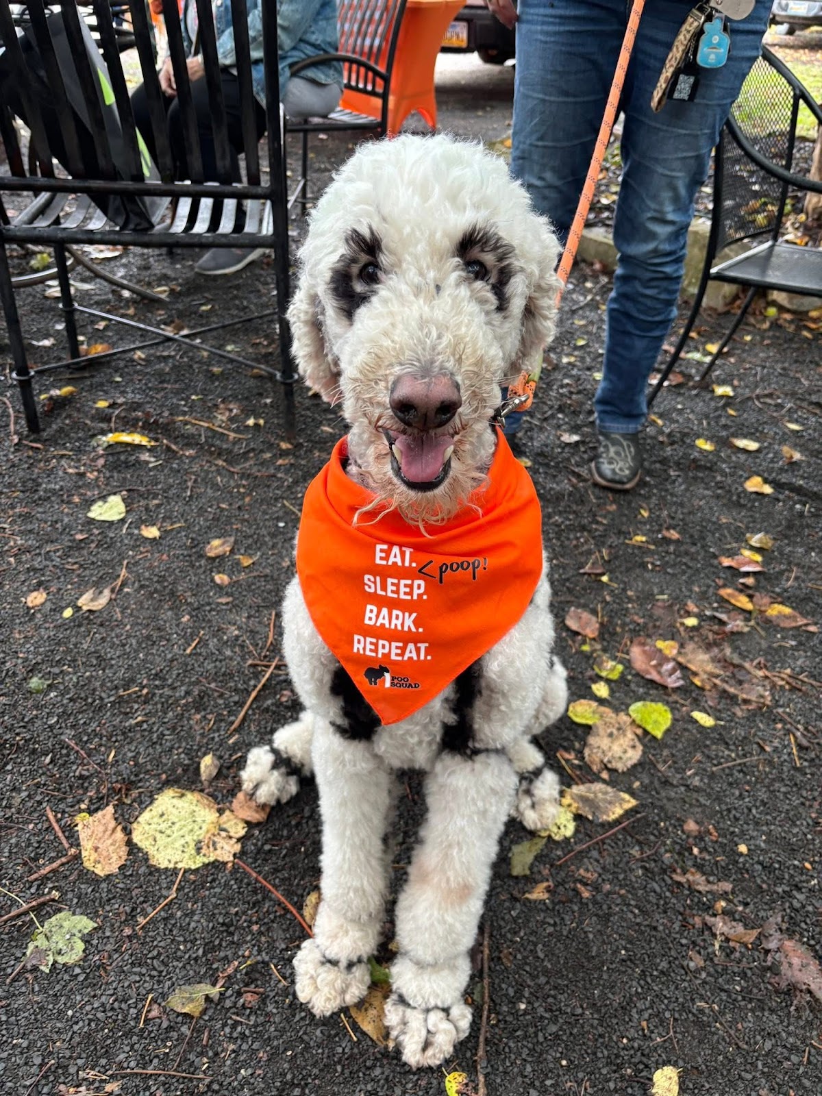 Poo Squad Pet Waste Removal