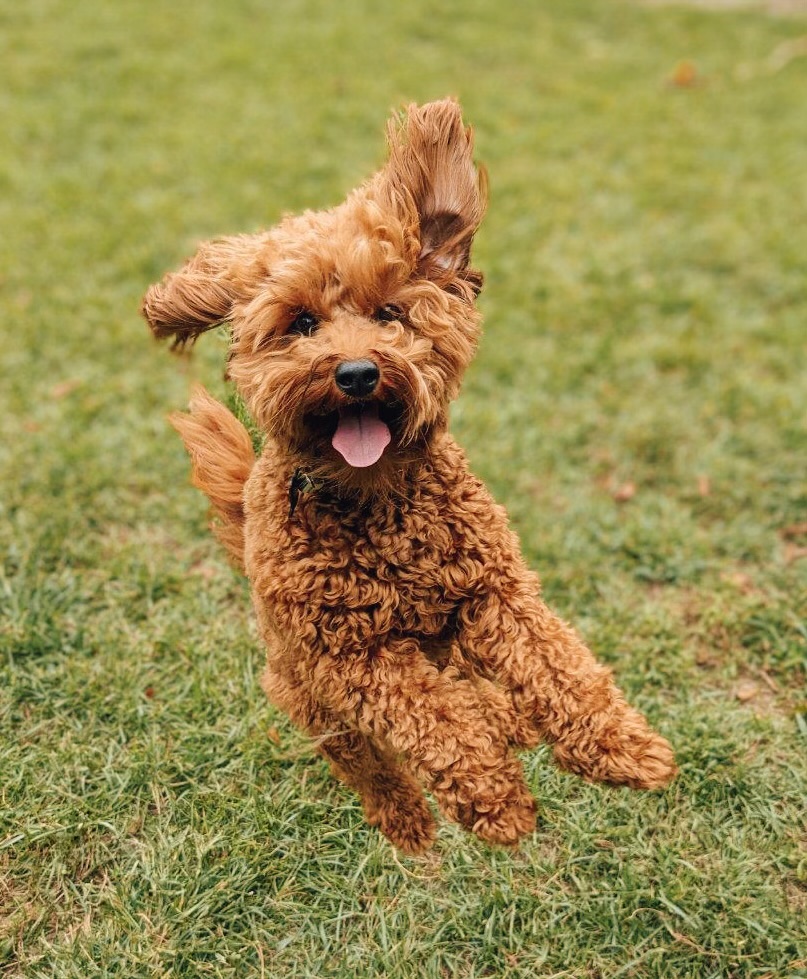 Bubbas scoop - Photo 2