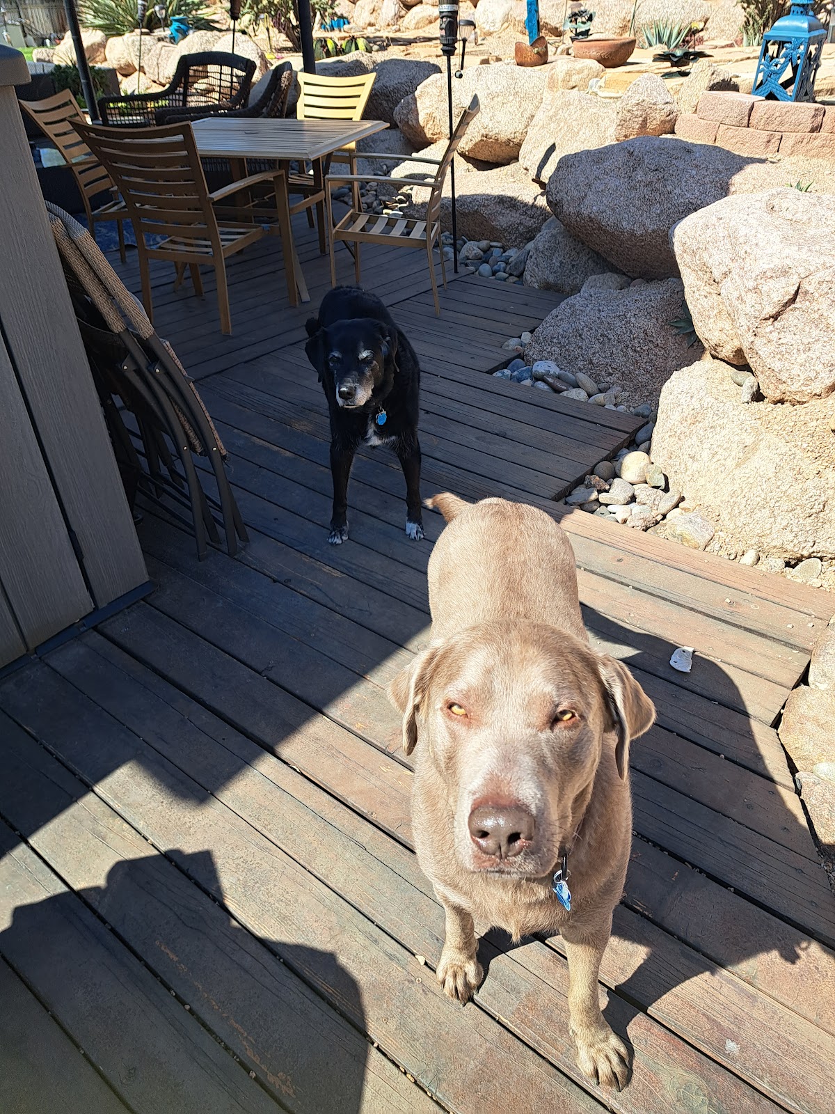 Got Poop We Scoop - Photo 2