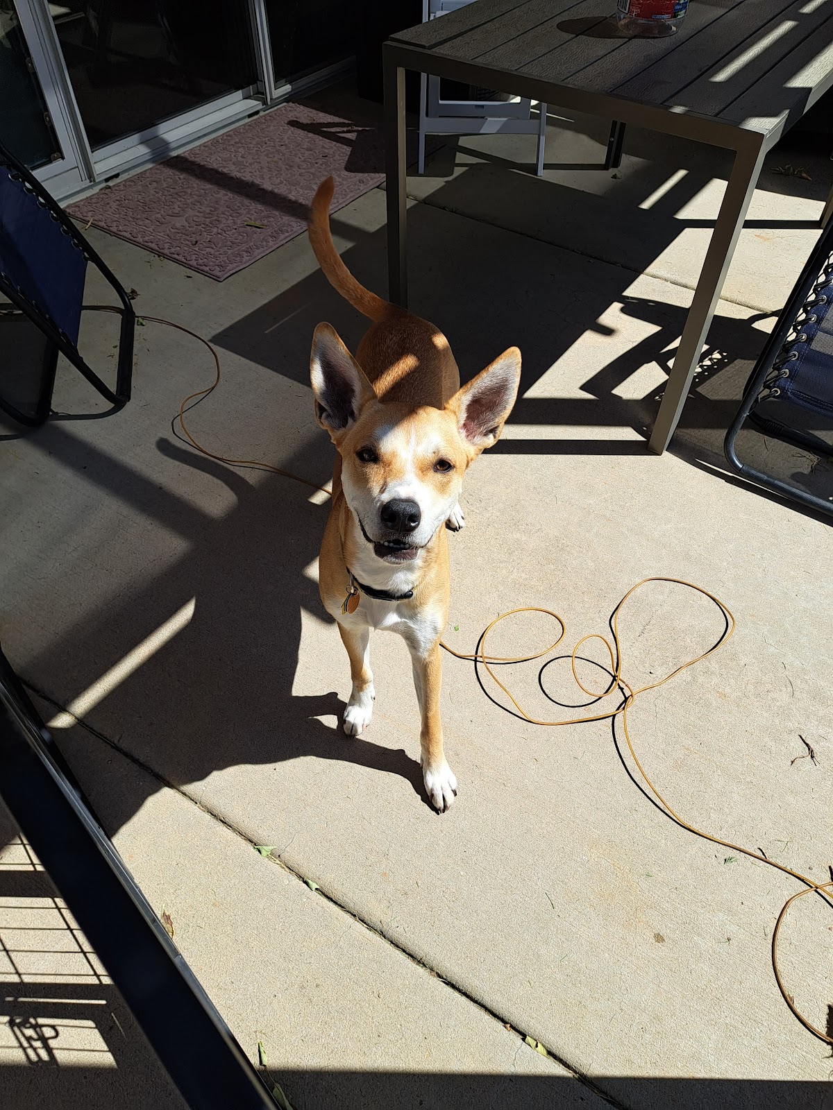 Got Poop We Scoop - Photo 3