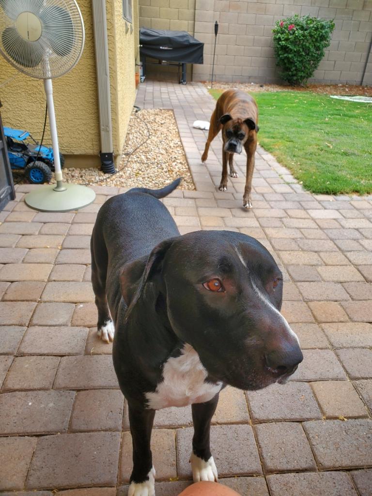 Doody Defense/Pooper Scooper/Pet Sitter LLC - Photo 4