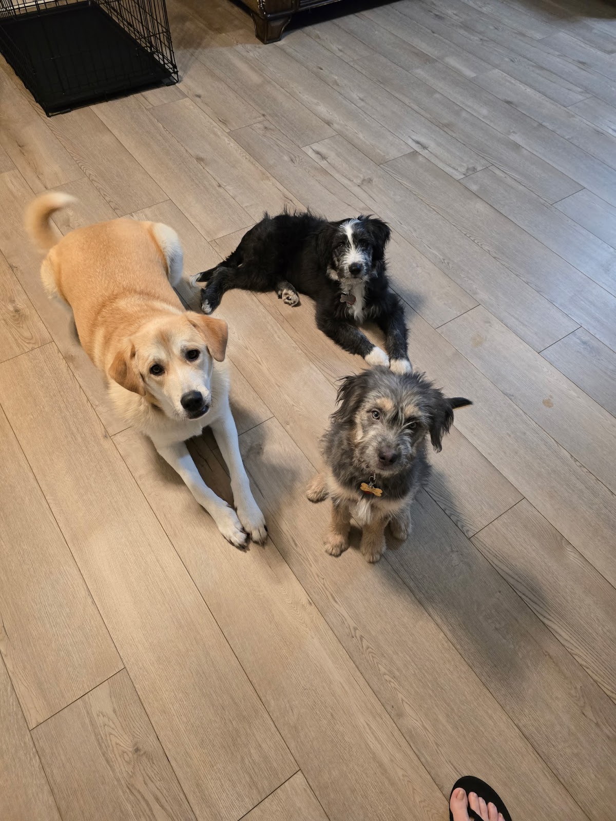 Fresh Paws Maryland - Photo 4