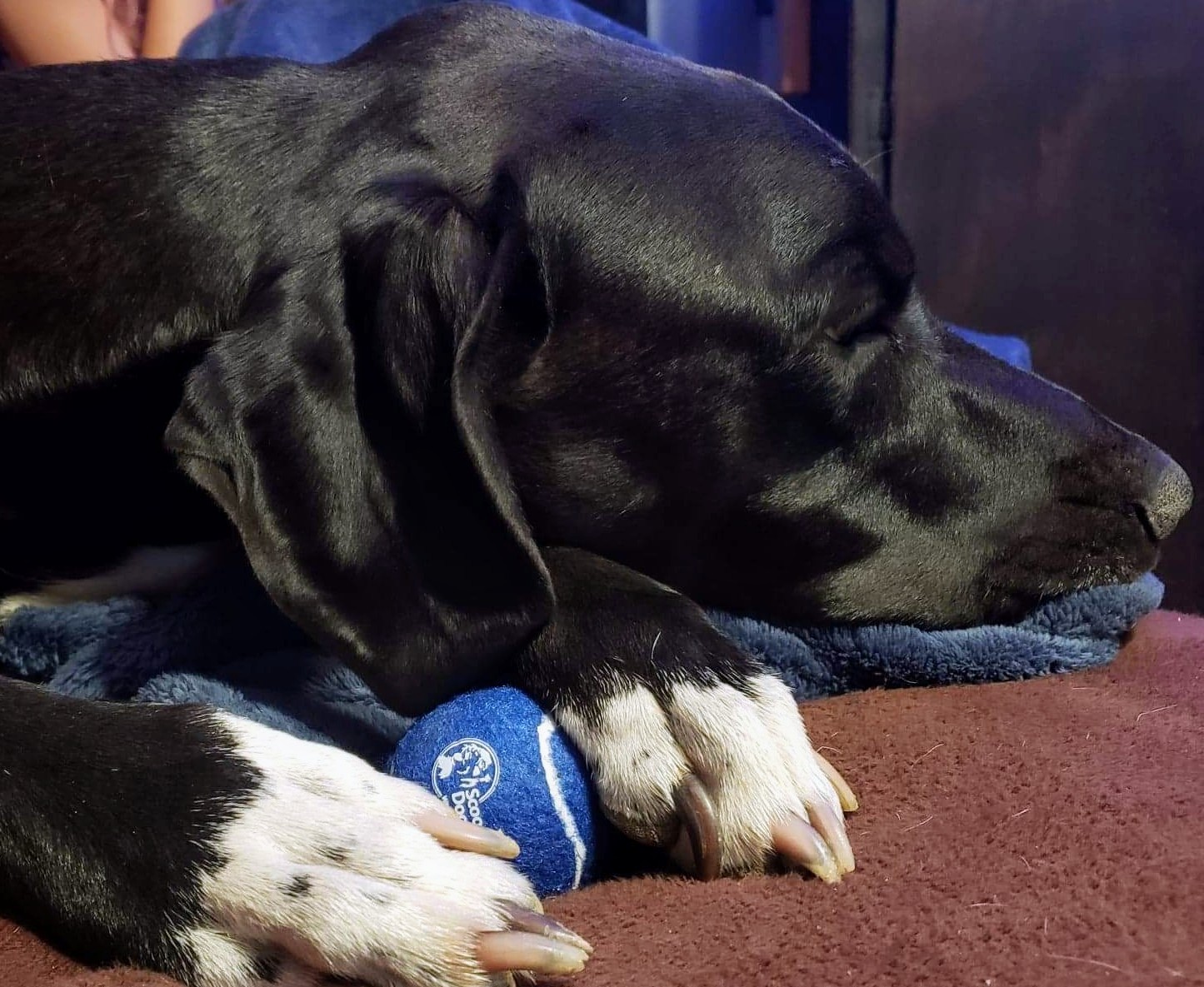 Scoop Doggy Dogg Waste Removal LLC