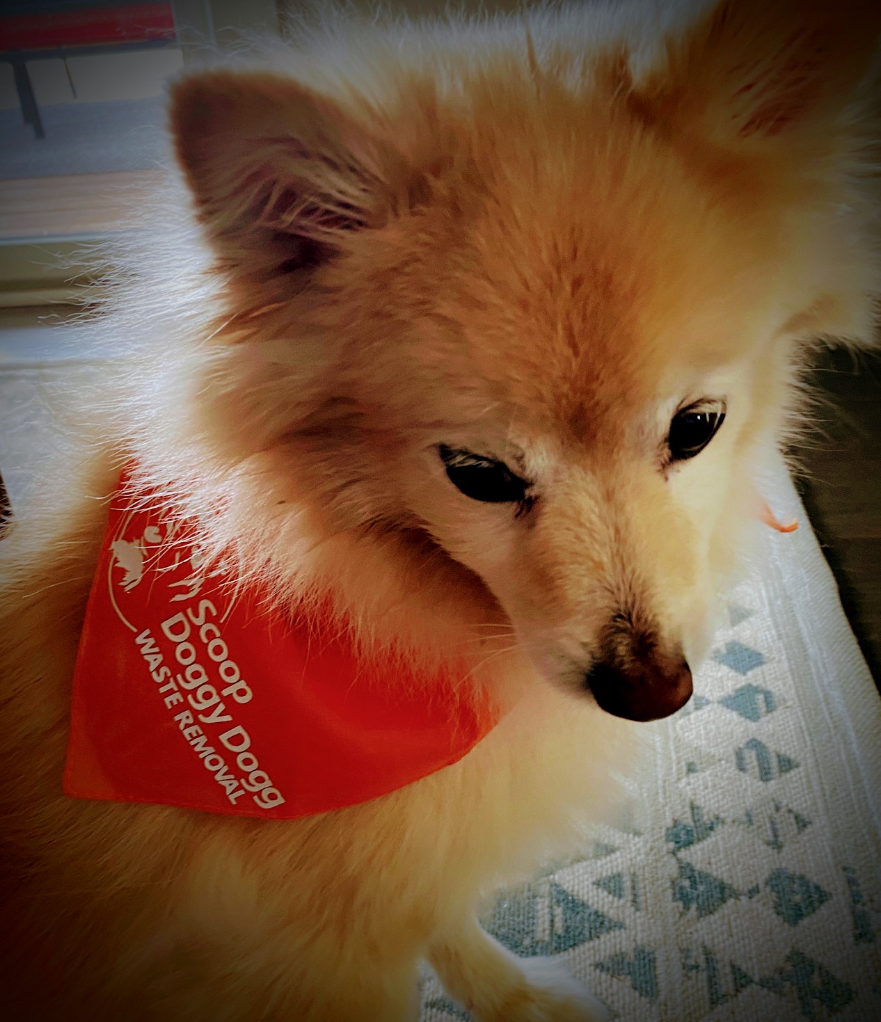 Scoop Doggy Dogg Waste Removal LLC - Photo 3