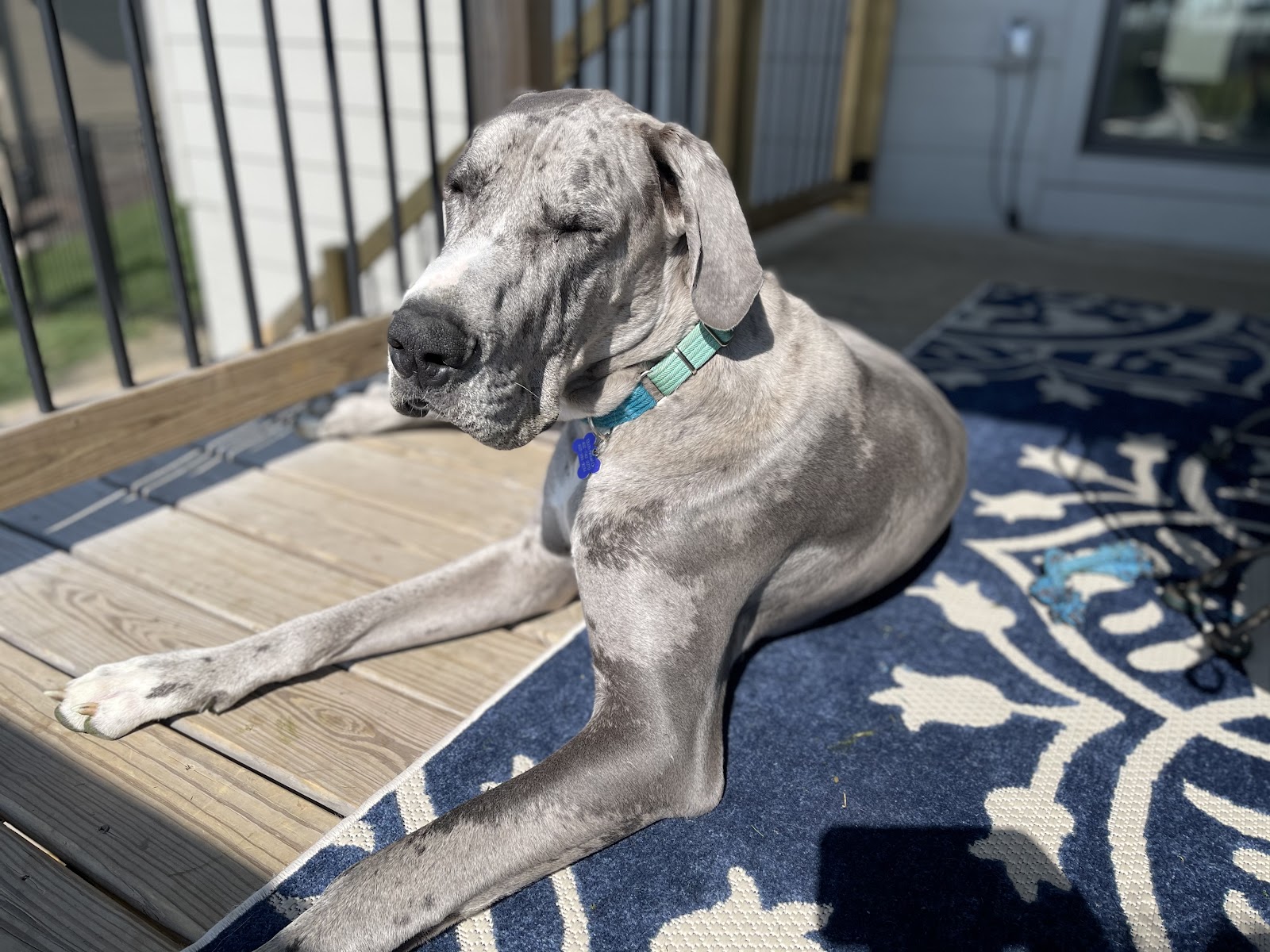 Scoop Doggy Dogg Waste Removal LLC - Photo 4