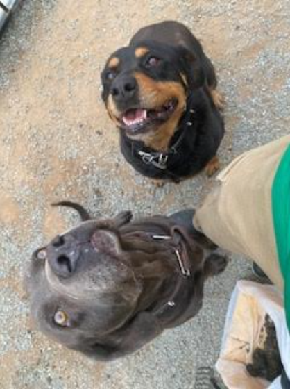 Sirius Scoopers - Photo 4