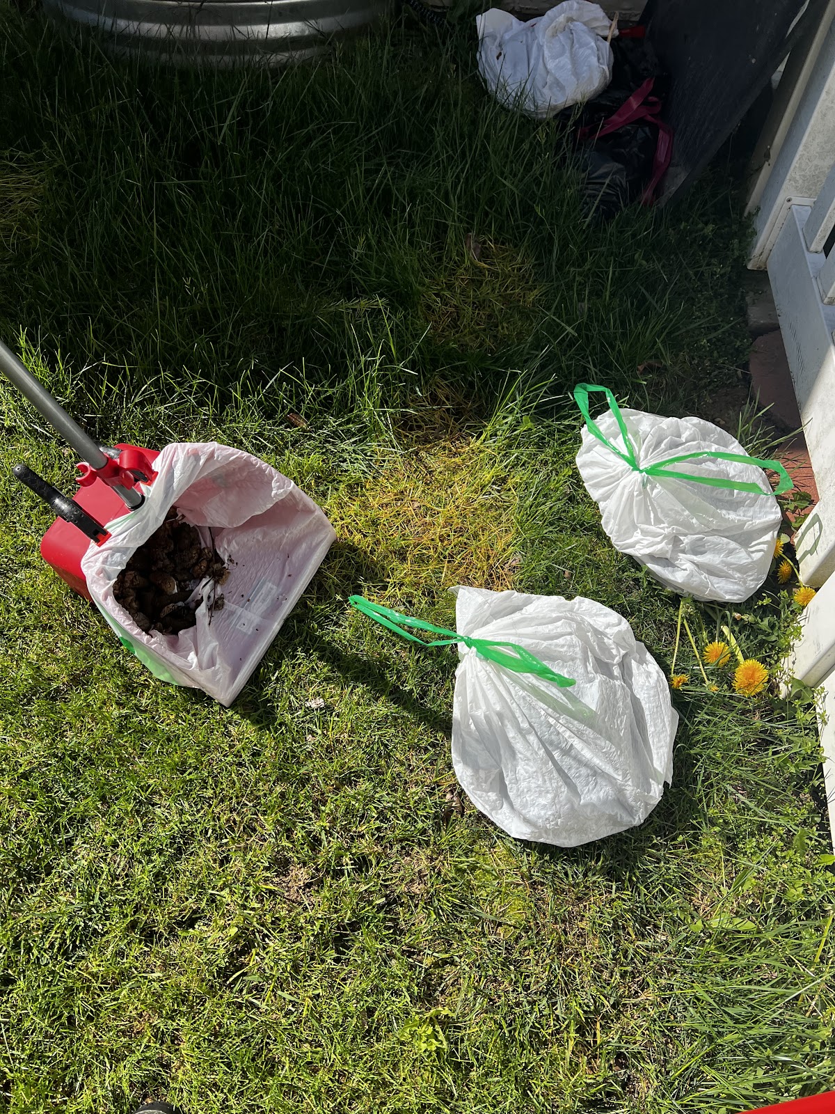 Poop Pirates Pet Waste Removal - Photo 4