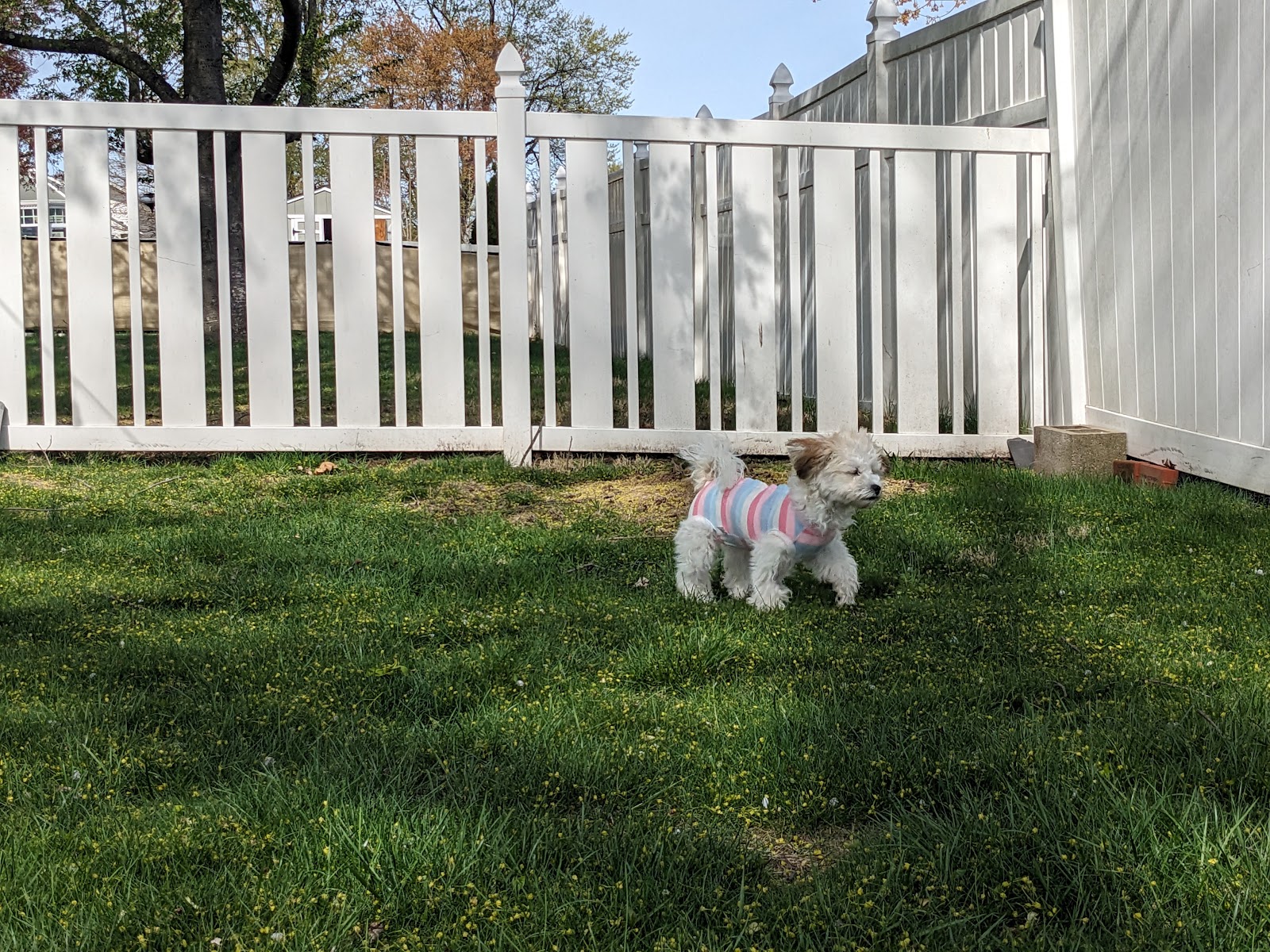 Poop Scoopers NJ - Photo 2