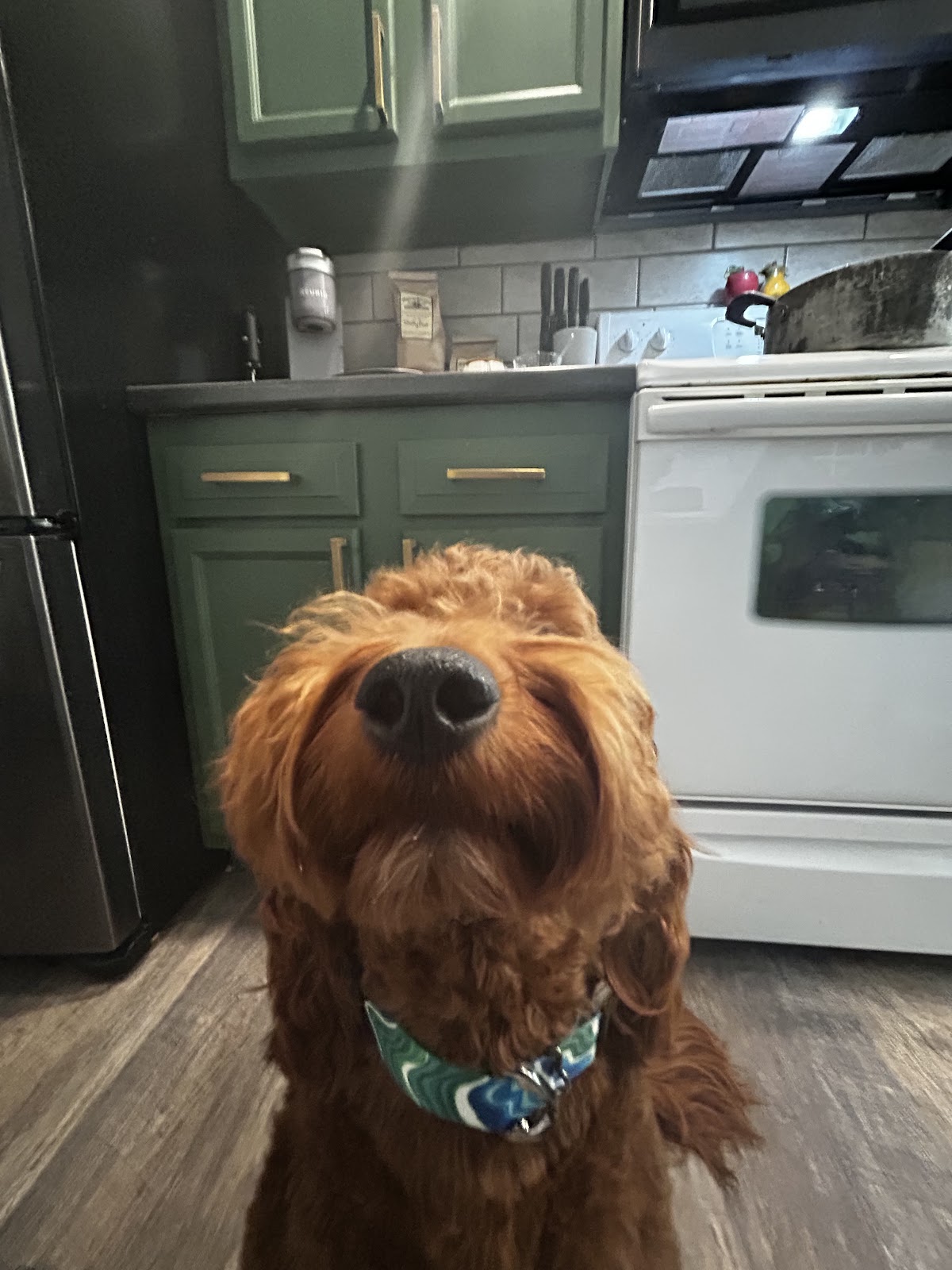 K9 Landmines pet waste removal