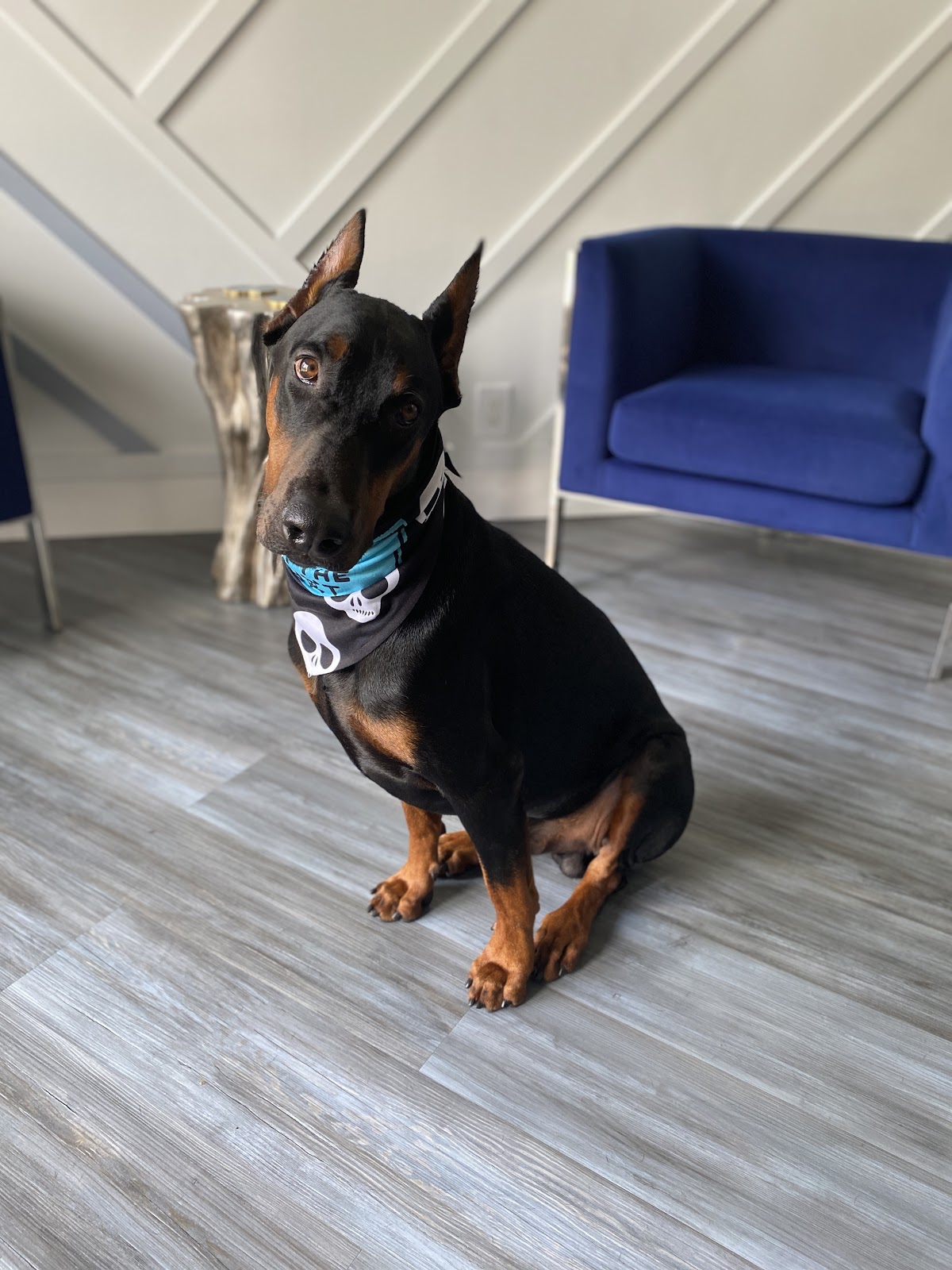 Tidy Pets Pooper Scoopers