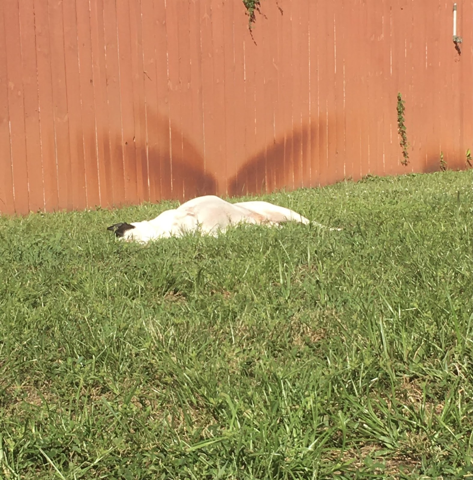 Tidy Pets Pooper Scoopers - Photo 3