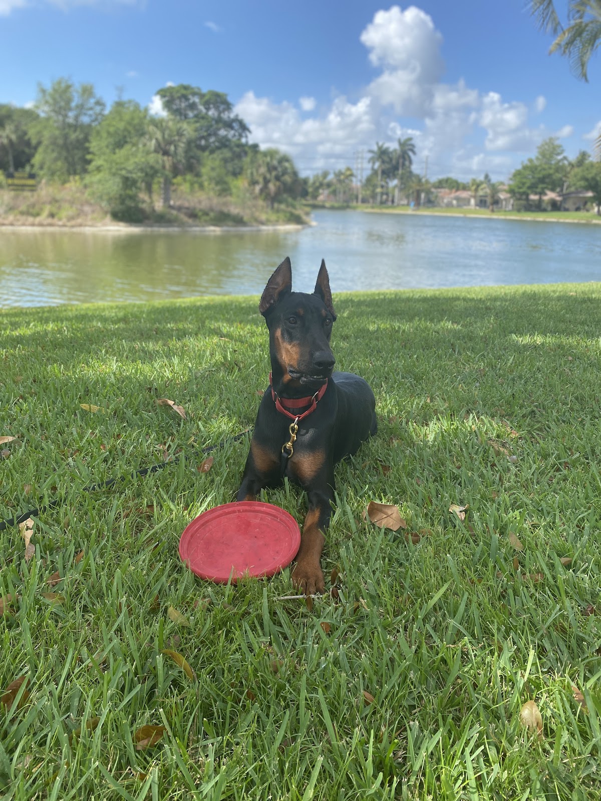 Tidy Pets Pooper Scoopers - Photo 4