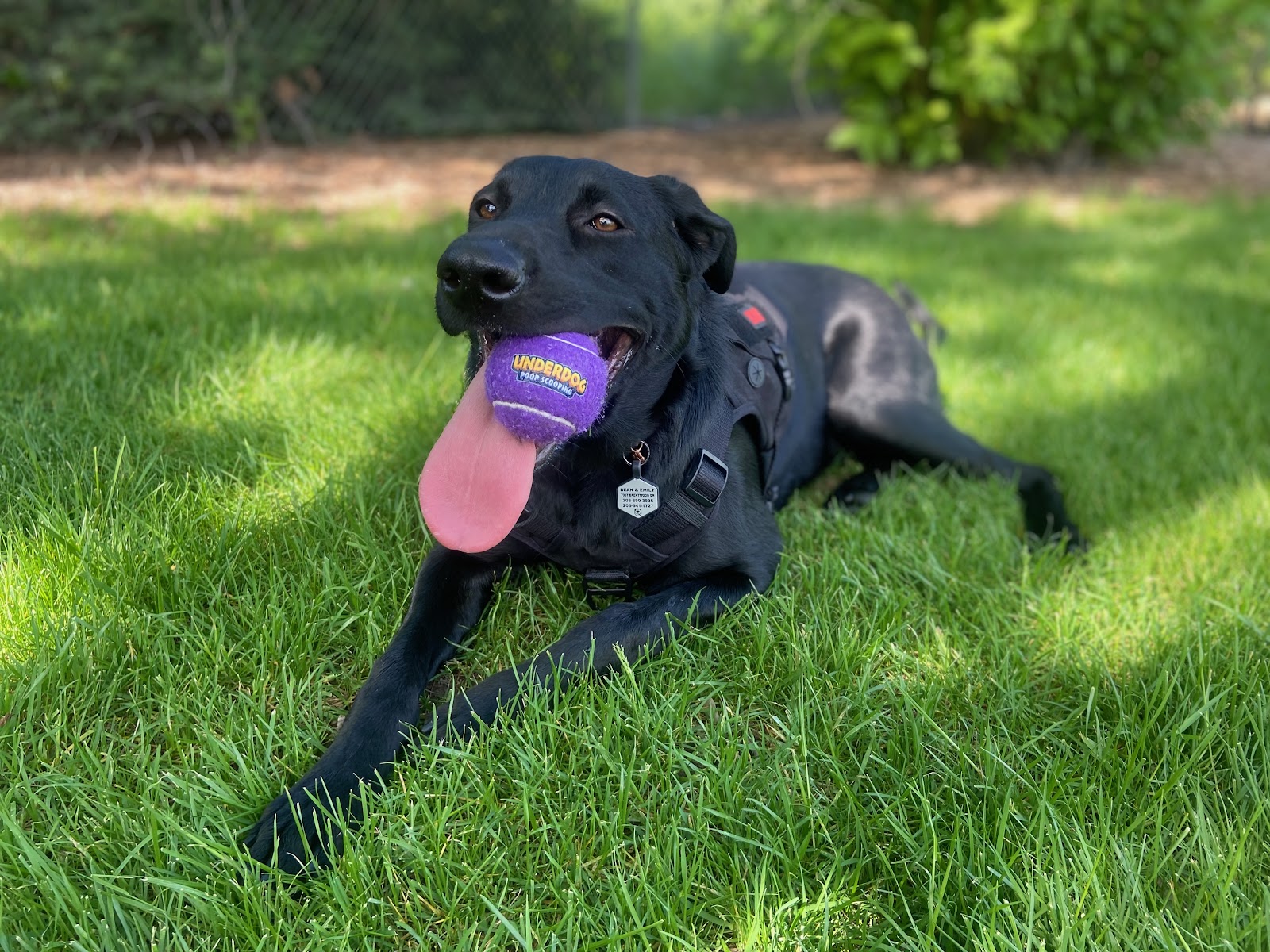 Underdog Poop Scooping - Photo 3