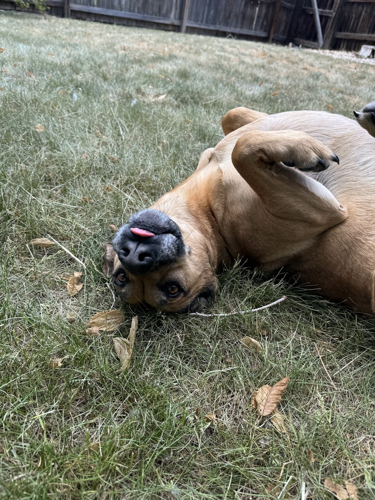 Westside Scoopers - Photo 4