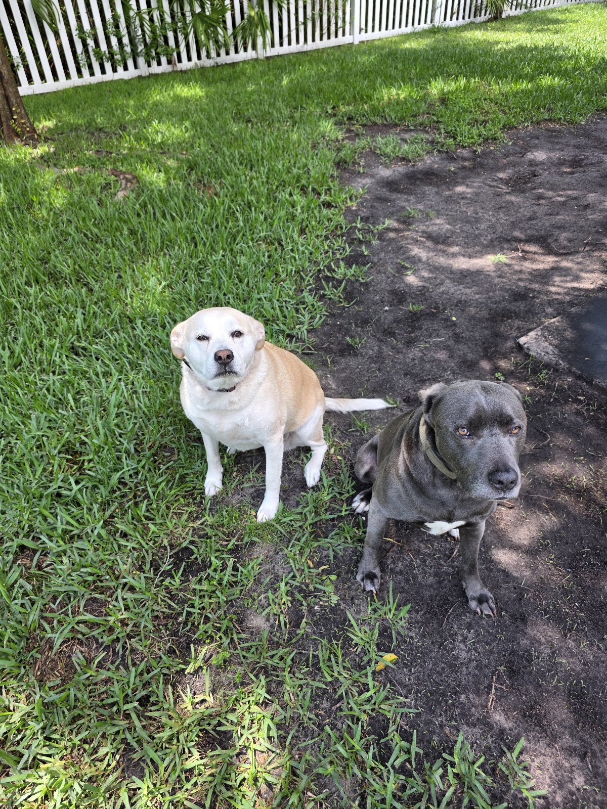 Heath Dedman Pet Waste Cleanup - Photo 2