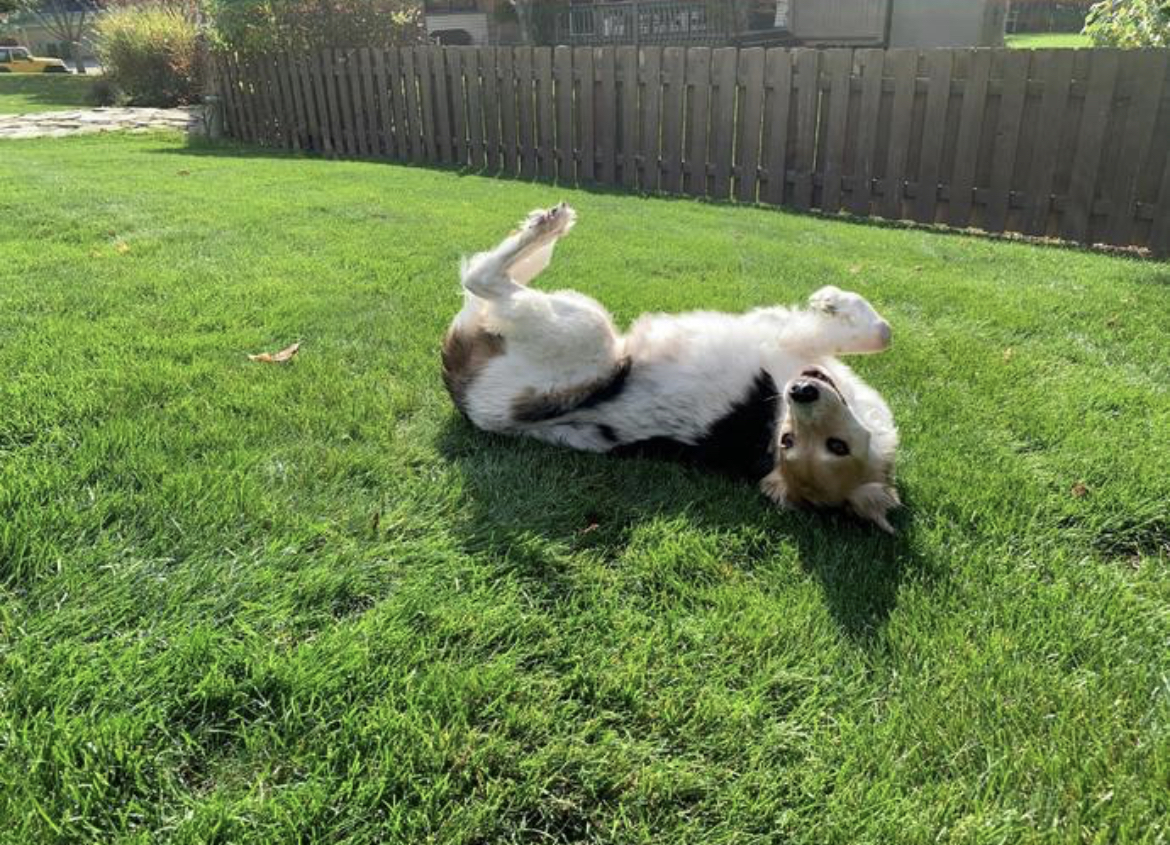 Austin Poop Scoop - Photo 2