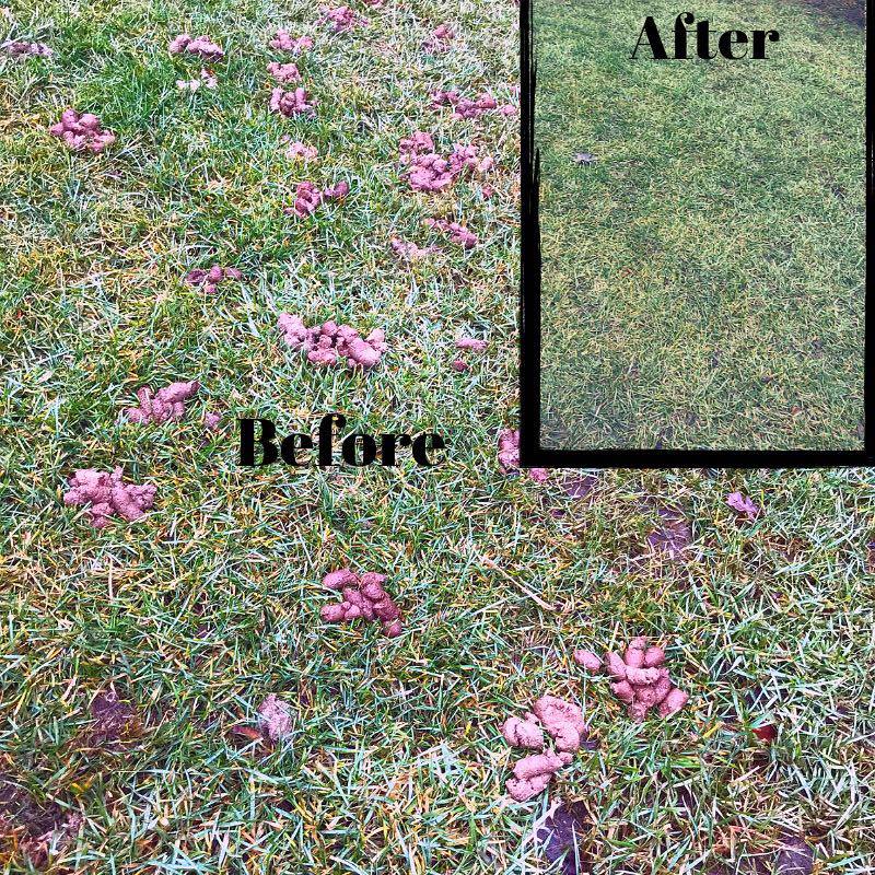 SuperHero Pet Waste Removal - We Pick Up Your Dog's Poop :) - Photo 4